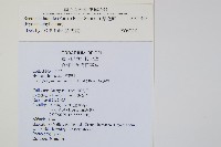 厚邊蕨藏品圖，第2張