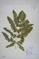 鈴木氏鳳尾蕨藏品圖，第1張