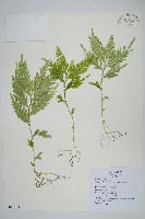 全緣卷柏藏品圖，第1張