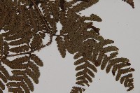 愛德氏肋毛蕨藏品圖，第3張