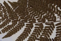 愛德氏肋毛蕨藏品圖，第4張