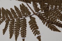 愛德氏肋毛蕨藏品圖，第5張