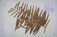 蘭嶼觀音座蓮藏品圖，第1張