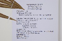 蘭嶼觀音座蓮藏品圖，第2張