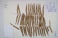 蘭嶼觀音座蓮藏品圖，第3張