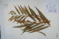 粗齒革葉紫萁藏品圖，第1張