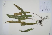 單葉雙蓋蕨藏品圖，第1張