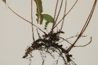 單葉雙蓋蕨藏品圖，第3張