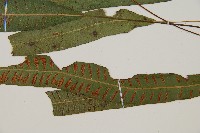 單葉雙蓋蕨藏品圖，第4張