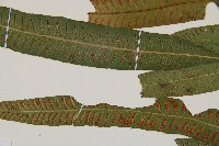 單葉雙蓋蕨藏品圖，第5張