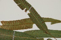 單葉雙蓋蕨藏品圖，第6張