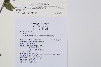 單邊鐵角蕨藏品圖，第2張