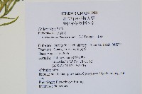 水蕨藏品圖，第2張