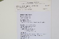 海岸星蕨藏品圖，第2張