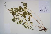 烏蕨藏品圖，第1張