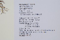 箭葉鱗始蕨藏品圖，第2張