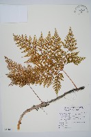 海州骨碎補藏品圖，第1張