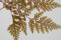 海州骨碎補藏品圖，第3張