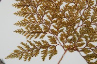 海州骨碎補藏品圖，第4張