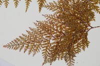 海州骨碎補藏品圖，第5張