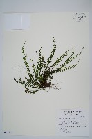 鐵角蕨藏品圖，第1張