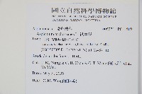 鐵角蕨藏品圖，第2張