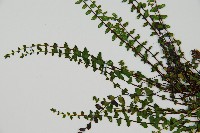 鐵角蕨藏品圖，第4張