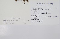 單邊鐵角蕨藏品圖，第5張