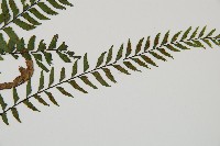 單邊鐵角蕨藏品圖，第6張