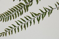 單邊鐵角蕨藏品圖，第8張