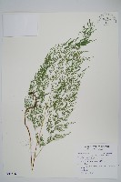 日本金粉蕨藏品圖，第1張