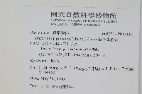 日本金粉蕨藏品圖，第2張