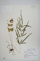 箭葉鳳尾蕨藏品圖，第1張