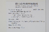 箭葉鳳尾蕨藏品圖，第2張