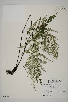 粉葉蕨藏品圖，第1張