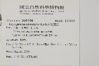 粉葉蕨藏品圖，第2張