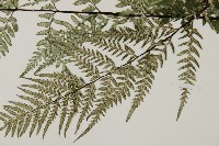 粉葉蕨藏品圖，第3張