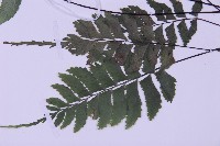 綠柄剪葉鐵角蕨藏品圖，第1張