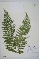 司氏碗蕨藏品圖，第1張