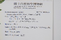 司氏碗蕨藏品圖，第2張