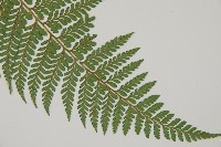 司氏碗蕨藏品圖，第3張