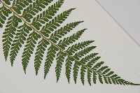 司氏碗蕨藏品圖，第4張