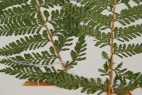 司氏碗蕨藏品圖，第5張