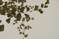 鐵線蕨藏品圖，第3張