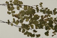 鐵線蕨藏品圖，第4張