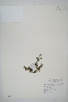 厚邊蕨藏品圖，第1張