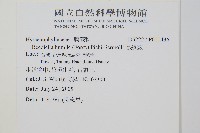 厚邊蕨藏品圖，第2張