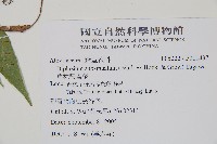 單葉雙蓋蕨藏品圖，第2張