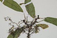 單葉雙蓋蕨藏品圖，第3張