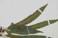 單葉雙蓋蕨藏品圖，第5張